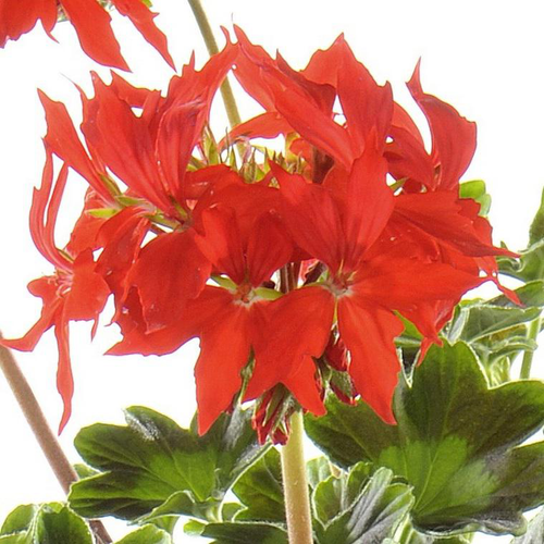 Visuel 1 du produit Géranium Zonal à fleurs étoilées multicolores - Le pot de 9 litres