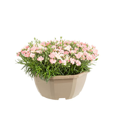 Visuel 1 du produit Œillet I love you - La coupe de Ø 23 cm