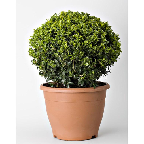Visuel 1 du produit Buxus (Buis) boule en pot de 7 L vert
