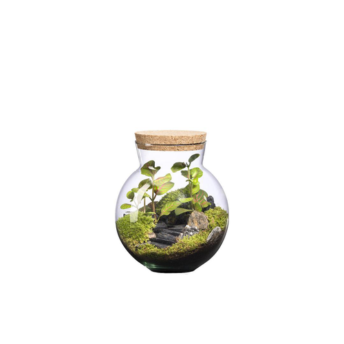 Visuel 1 du produit Terrarium autonome Havana Landscape botanic® - taille XS