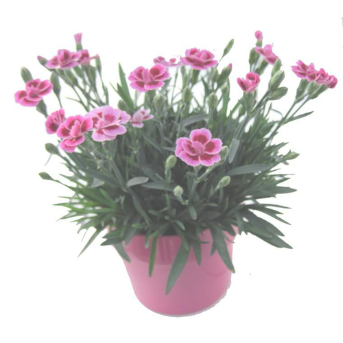 Visuel 1 du produit Dianthus Pink Kisses - Le pot de 9 cm