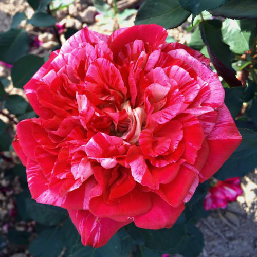 Visuel 1 du produit Rosier Berthe Morisot® delrosroucrem coloris rose