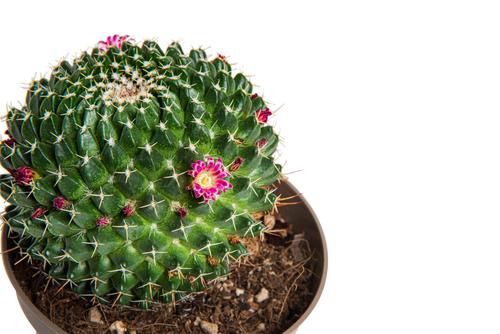 Visuel 4 du produit Cactus mix botanic®. Le pot de Ø 9 cm