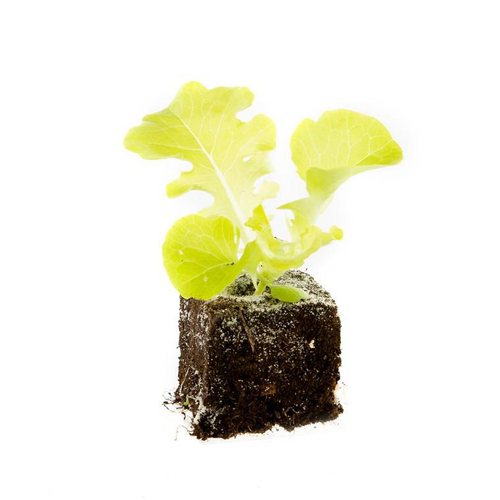 Visuel 1 du produit Salade A Couper Feuille de Chene verte Kisheri Bio - La motte de 4 x 4 cm
