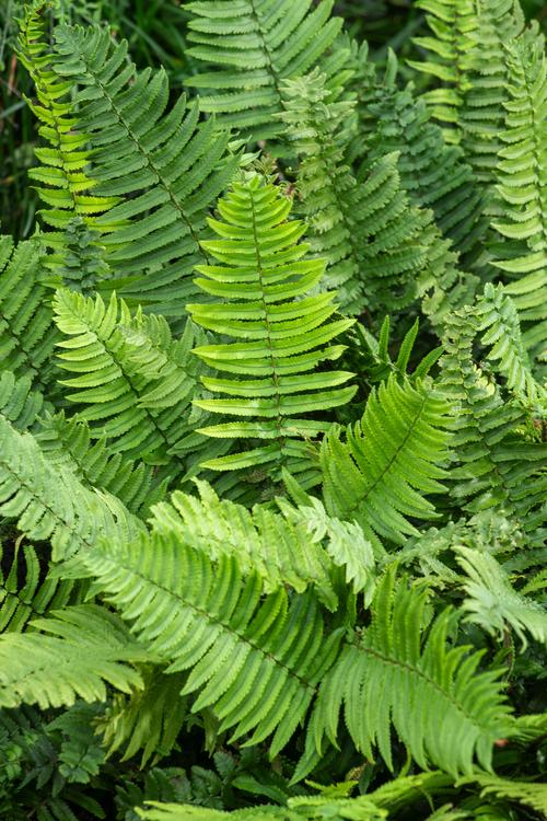 Visuel 1 du produit Fougère Dryopteris cycadina - Le pot de 2 litres
