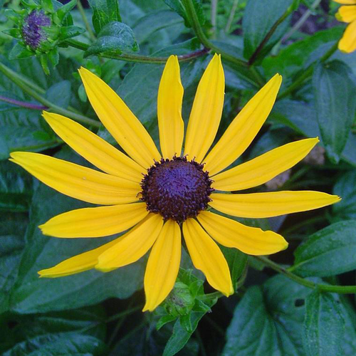 Visuel 1 du produit Rudbeckia Little Gold Star - Le pot de 7,5 litres