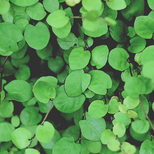 Visuel 1 du produit Muehlenbeckia Complexa - Le pot de 0,5 litre