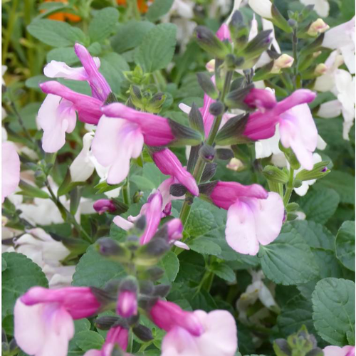 Visuel 1 du produit Sauge vivace divers coloris. Le pot de 3 litres