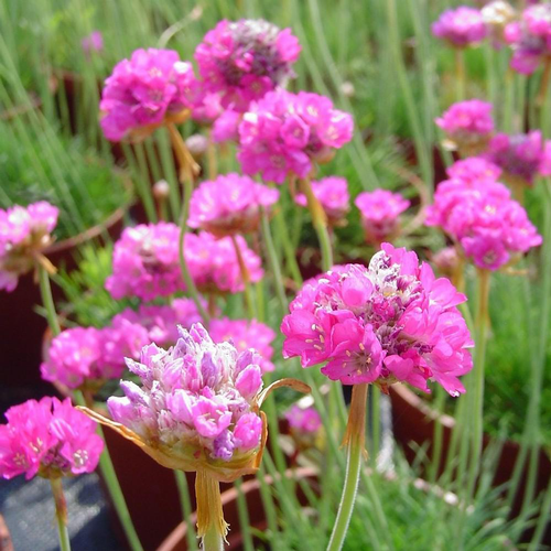 Visuel 1 du produit Armeria Maritima. Le pot de 3,5 litres