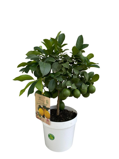 Visuel 1 du produit Citronnier Meyer coloris jaune - 5 L