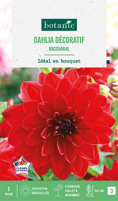 Visuel 1 du produit Bulbe de fleurs Dalhia décoratif Bacchanal botanic® - 1 bulbe