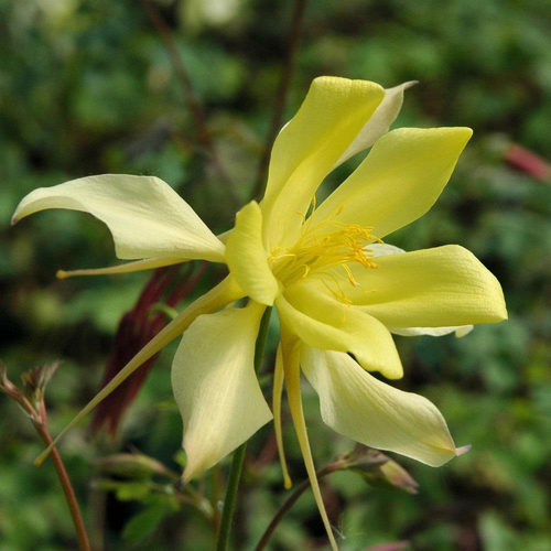 Visuel 1 du produit Aquilegia Caerulea Yellow. Le pot de 4 litres