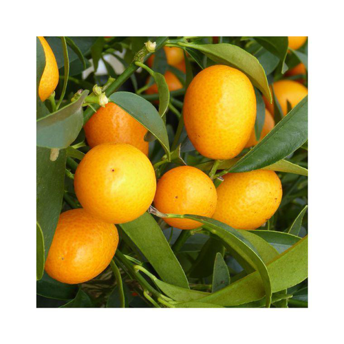 Visuel 2 du produit Kumquat. Le pot de 25 litres