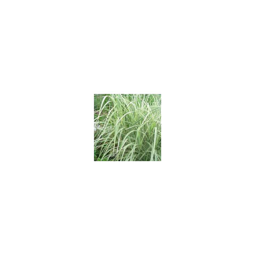 Visuel 1 du produit Miscanthus Sinensis Morning Light - Le pot de 4 litres