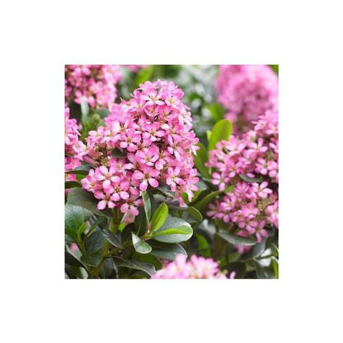 Visuel 1 du produit Escallonia Laevis Pink Elle® rose. Le pot de 10 litres, 40/50 cm