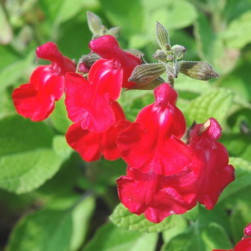 Visuel 1 du produit Salvia Collection - Le pot de 1 litre