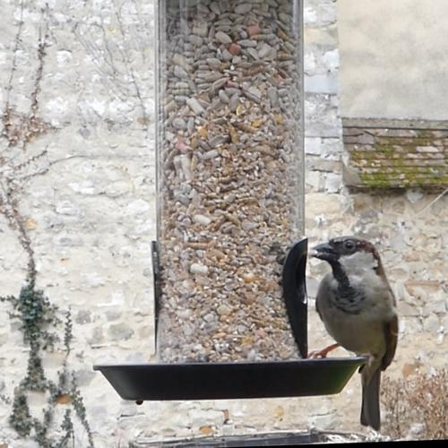 Visuel 3 du produit Mélange de graines suprême - 1,8 kg