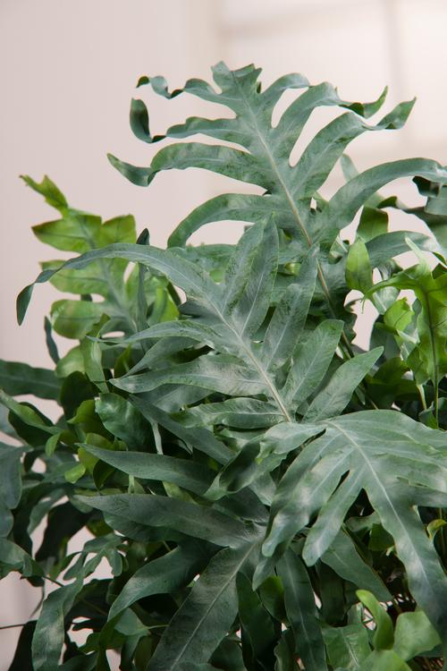 Visuel 1 du produit Fougère Polypodium pseudoaureum - Le pot de 2 litres