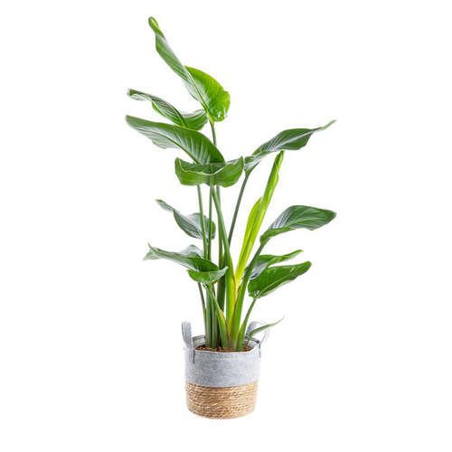 Visuel 1 du produit Strelitzia Nicolae et sa vannerie Ø 21 cm