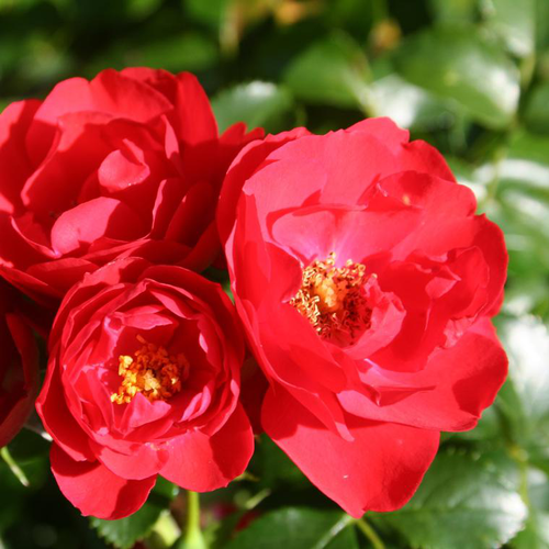 Visuel 1 du produit Rosier Kadora rouge – Pot bleu de 5L