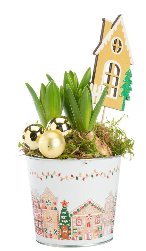 Visuel 1 du produit Jacinthe x 3 pot zinc décor village - Ø 11 cm