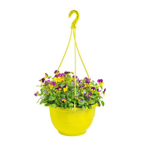 Visuel 1 du produit Viola Cornuta. La suspension de 21 à 25 cm