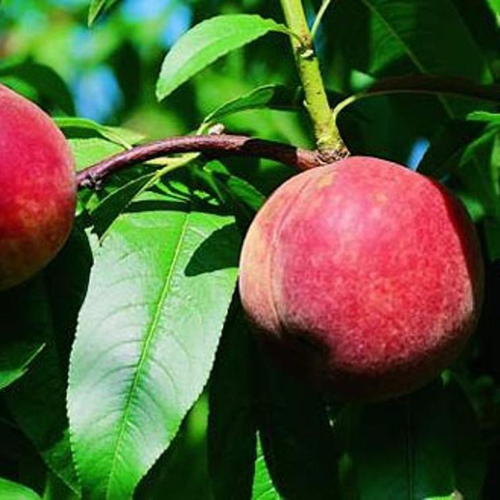 Visuel 1 du produit Pecher Amsden. Le pot de 10 litres forme gobelet