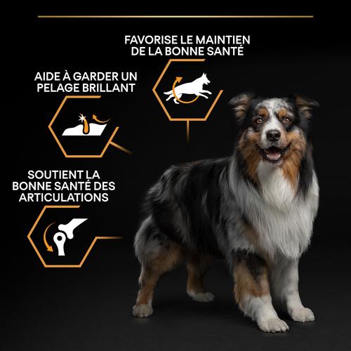 Visuel 8 du produit Croquettes pour chien chien adulte taille moyenne Proplan - 16,5 kg