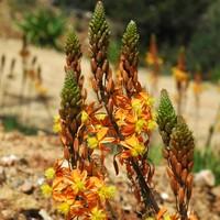 Visuel 1 du produit Bulbinea jaune. Le pot de 2 litres