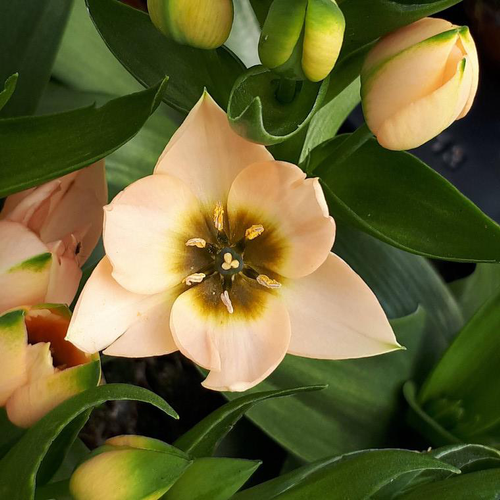 Visuel 1 du produit Ornithogale douteux - Le pot de Ø 13 cm