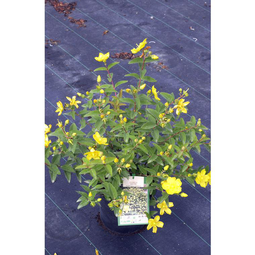 Visuel 1 du produit Millepertuis Hidcote (Hypericum) jaune. Le pot de 4 litres