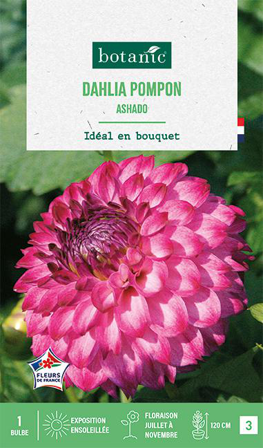 Visuel 1 du produit Bulbe de fleurs Dalhia pompon Ashado botanic® - 1 bulbe