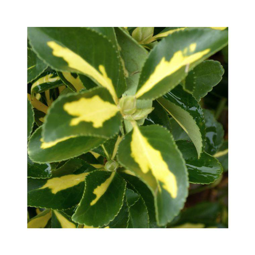 Visuel 1 du produit Fusain du Japon Kathy vert. Le pot de 2 litres