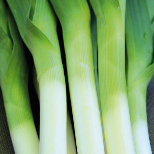 Visuel 1 du produit Poireau Maxim Bio. Le pot de 1 litre