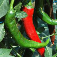 Visuel 1 du produit Piment D'Espelette Bio. Le pot de 10,5 cm