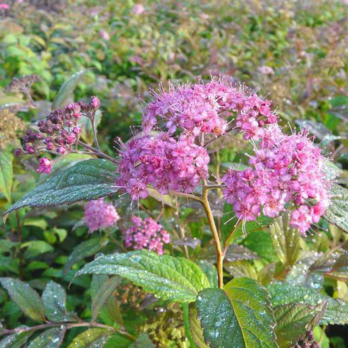 Visuel 1 du produit Spirée Bumalda Anthony Waterer rose. Le pot de 4 litres