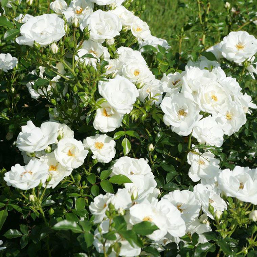 Visuel 2 du produit Rosier Innocentia blanc. Le pot de 4 litres