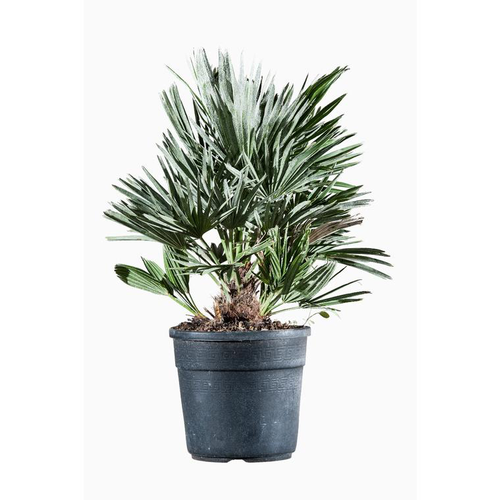 Visuel 1 du produit Chamaerops Humilis Compacta (Palmier nain compact) en pot de 3 L vert