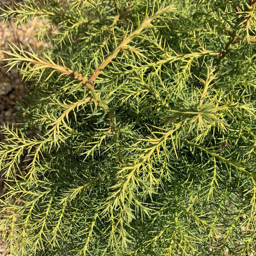 Visuel 1 du produit Cèdre du Japon Elegans vert. Le pot de 3 litres, 40/60 cm