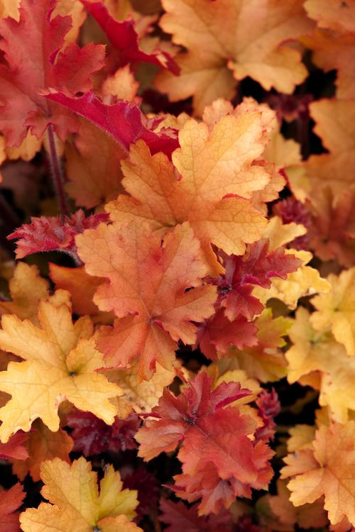 Visuel 1 du produit Heuchère ‘Marmalade’ - Le pot de 2 litres