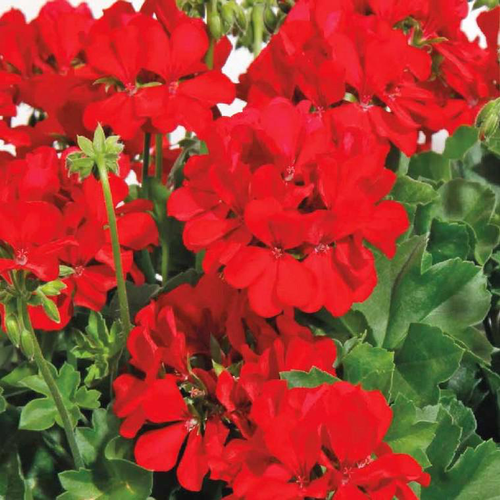 Visuel 1 du produit Géranium interspécifique Calliope à fleurs rouges - La jardinière de 50 cm