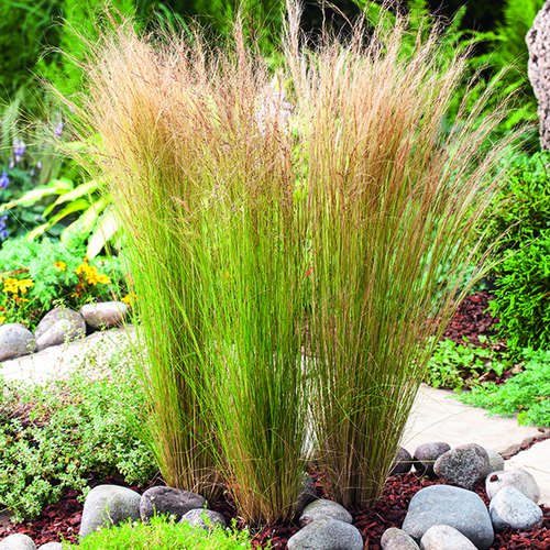 Visuel 1 du produit Stipa Tenuissima vert botanic®. Le pot de 3,5 litres