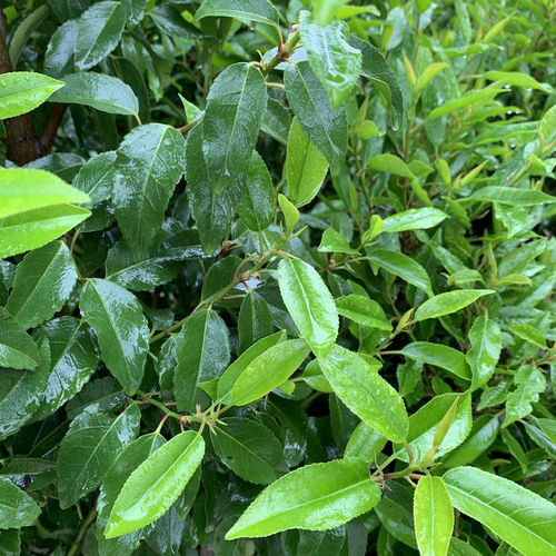 Visuel 1 du produit Laurier du Portugal Angustifolia vert. Le pot de 30 litres