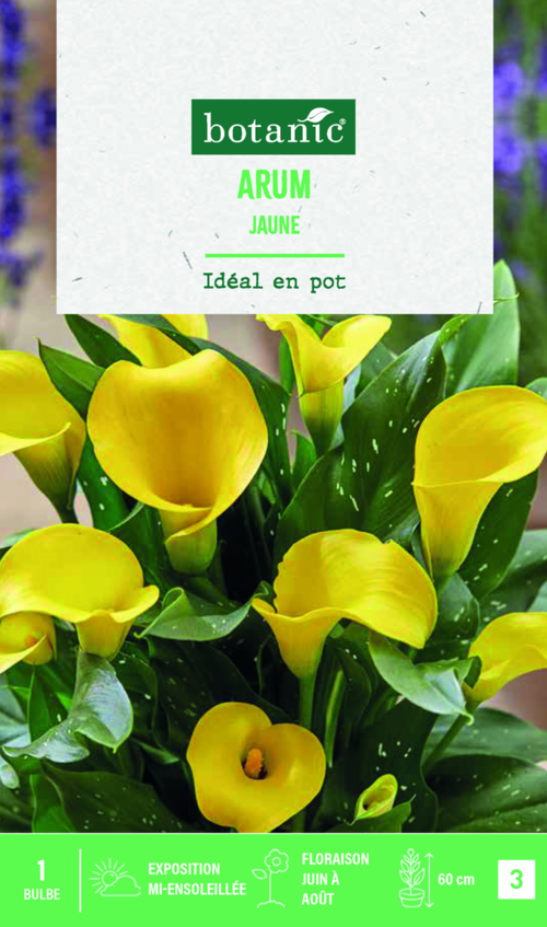 Visuel 1 du produit Bulbe de fleurs Arum jaune botanic® - 1 bulbe