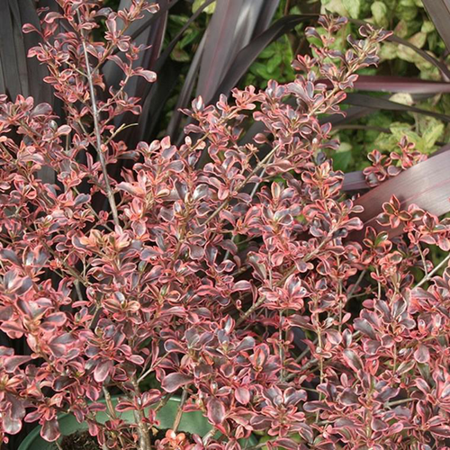 Visuel 1 du produit Coprosma Mesclun Rainbow Surprise. Le pot de 4 litres