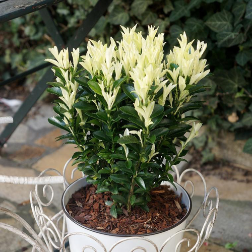 Visuel 1 du produit Euonymus Japonicus Microphyllus Paloma Blanca blanc en pot de 4 L