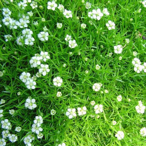 Visuel 1 du produit Sagina Subulata vert. Le pot de 3 litres