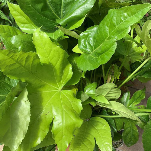 Visuel 1 du produit Fatsia Japonica 80/100. Le pot de 15 litres