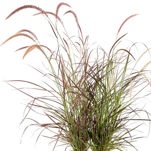Visuel 1 du produit Pennisetum Orientale Flamingo - Le pot de 3 litres