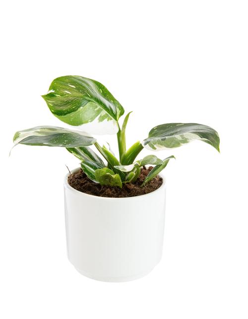 Visuel 1 du produit Philodendron White Wizard botanic®. Le pot de Ø 15 cm
